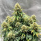 Gorilla Girl XL Auto feminisierte Samen (Sweet Seeds)