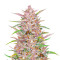 Gorilla Punch Auto feminisierte Samen (Fast Buds)