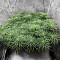 Jack Herer feminisierte Samen (Seedkeepers)