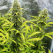 Kosher Kush 66 Autoflower feminisierte Samen (EGS)