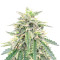 Northern Lights Auto (Expert Seeds) Cannabis-Samen