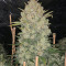 Original Auto OG Kush (Fast Buds) Cannabis-Samen
