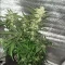 Tangie'matic Auto (Fast Buds) Cannabis-Samen zu verkaufen