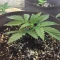 Tangie'matic Auto (Fast Buds) Cannabis-Samen zu verkaufen