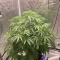 LSD-25 Auto (Fast Buds) Cannabis-Samen zu verkaufen