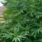 Eleven Roses (Delicious Seeds) Cannabis-Samen zu verkaufen