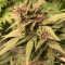 Blackberry Auto Cannabis-Samen Kaufen
