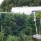 Grandaddy Purple (BlimBurn Seeds) Cannabis-Samen zu verkaufen