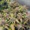 Purple Punch Auto (Fast Buds) Cannabis-Samen zu verkaufen