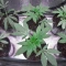Kaufe Northern Lights Samen feminisiert von Herbies Seeds