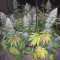 Acapulco Gold Cannabis-Samen Kaufen