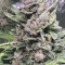 Strawberry Gum (Advanced Seeds) Cannabis-Samen zu verkaufen