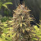 Dr. Bruce Banner CBD (Original Sensible Seeds) Cannabis-Samen zu verkaufen
