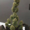 Critical Kush Auto/Critical Rapido Auto (Barney's Farm) Cannabis-Samen