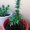 Wedding Cake Auto (Original Sensible Seeds) Cannabis-Samen zu verkaufen