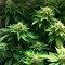 Green Crack (Humboldt Seeds Organization) Cannabis-Samen zu verkaufen