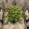 Kaufe Grandmommy Purple Samen feminisiert von Herbies Seeds