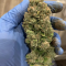 Auto Orange Bud Cannabis-Samen Kaufen