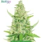 Autopilot Harvest Bundle #1: 3x3 seeds (Mixed)