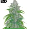 Fast Finish Bundle #1: 3x3 seeds (Mixed)