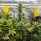 Fugue State Auto (Mephisto Genetics) Cannabis-Samen