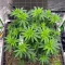 G13 Genius feminisierte Samen (Brothers Grimm Seeds)