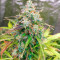 GG#4 Original Glue Auto feminisierte Samen (Fast Buds)