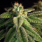 Granddaddy Purple feminisierte Samen (Blimburn Seeds)