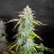HubbaBubbaHaze Auto feminisierte Samen (Mephisto Genetics)
