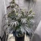 Mandarin Cookies R1 V2 feminisierte Samen (Ethos Genetics)