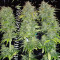 Original Cinderella Auto Samen feminisiert (Fast Buds)