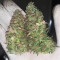 Purple Punch feminisierte Samen (Barney’s Farm)