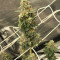 Zombie Death Fuck (BlimBurn Seeds) Cannabis-Samen