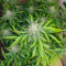 Ztrawberriez Auto feminisierte Samen (Fast Buds)