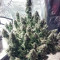 + Speed Auto (Sweet Seeds) Cannabis-Samen