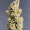 Original Auto Critical (Fast Buds) Cannabis-Samen