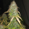 Original Auto Critical (Fast Buds) Cannabis-Samen