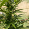 Auto Critical Soma (Advanced Seeds) Cannabis-Samen