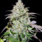 Auto Do-Si-Dos Cookies (00 Seeds) Cannabis-Samen
