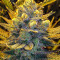 Blue Cheese (Big Buddha Seeds) Cannabis-Samen