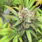 Buzz Light Gear (Dr. Krippling Seeds) Cannabis-Samen