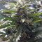 Chapita de Michoacan Regular (CannaBioGen) Cannabis-Samen