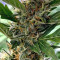 Cookies and Cream Strain