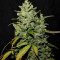 Diesel Auto (G13 Labs) Cannabis-Samen