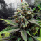 Golden Berry (DNA Genetics) Cannabis-Samen