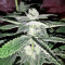 Gorilla x White Widow (Expert Seeds) Cannabis-Samen