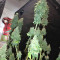 Gorilla x White Widow (Expert Seeds) Cannabis-Samen