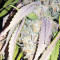 Kripple Roulette (Dr. Krippling Seeds) Cannabis-Samen