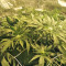 Kripple Roulette (Dr. Krippling Seeds) Cannabis-Samen