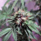 LA Confidential (DNA Genetics) Cannabis-Samen